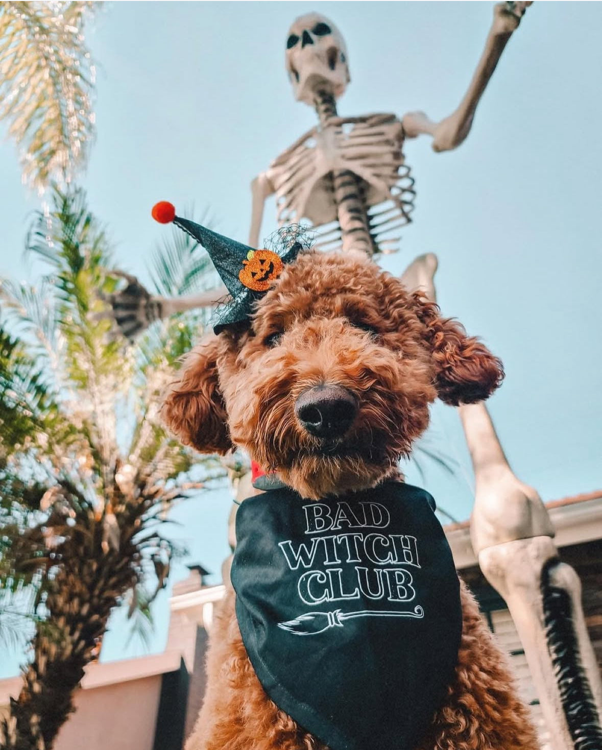 Bad Witch Club Dog Bandana