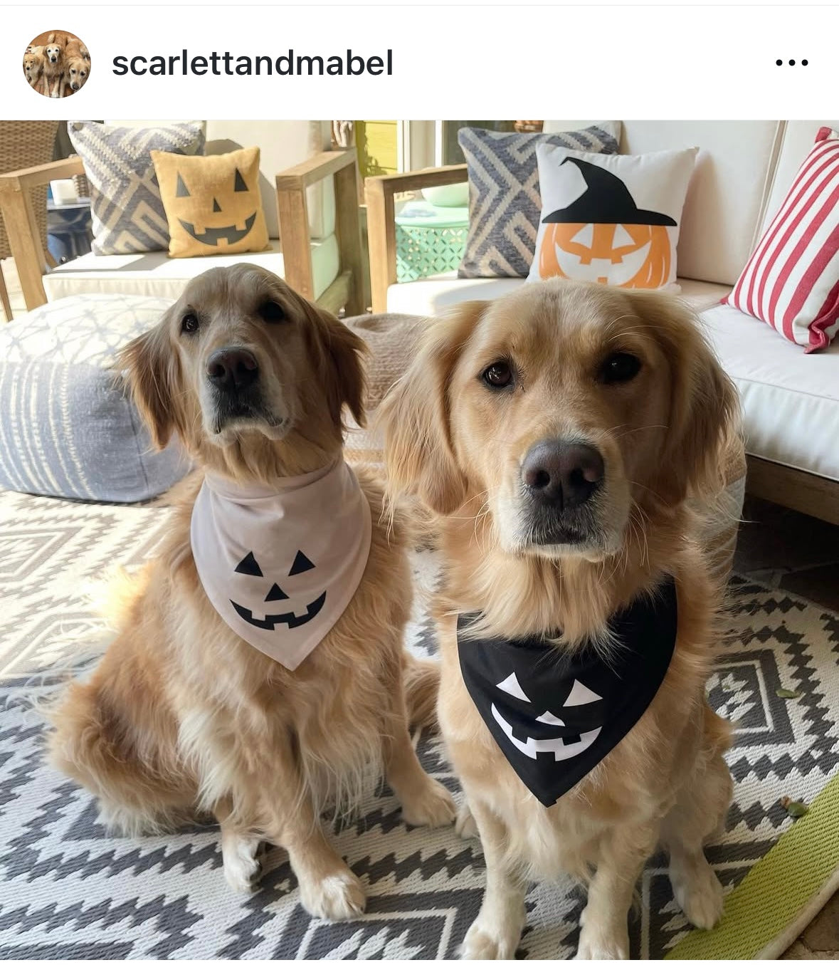 Midnight Jack O' Lantern Dog Bandana