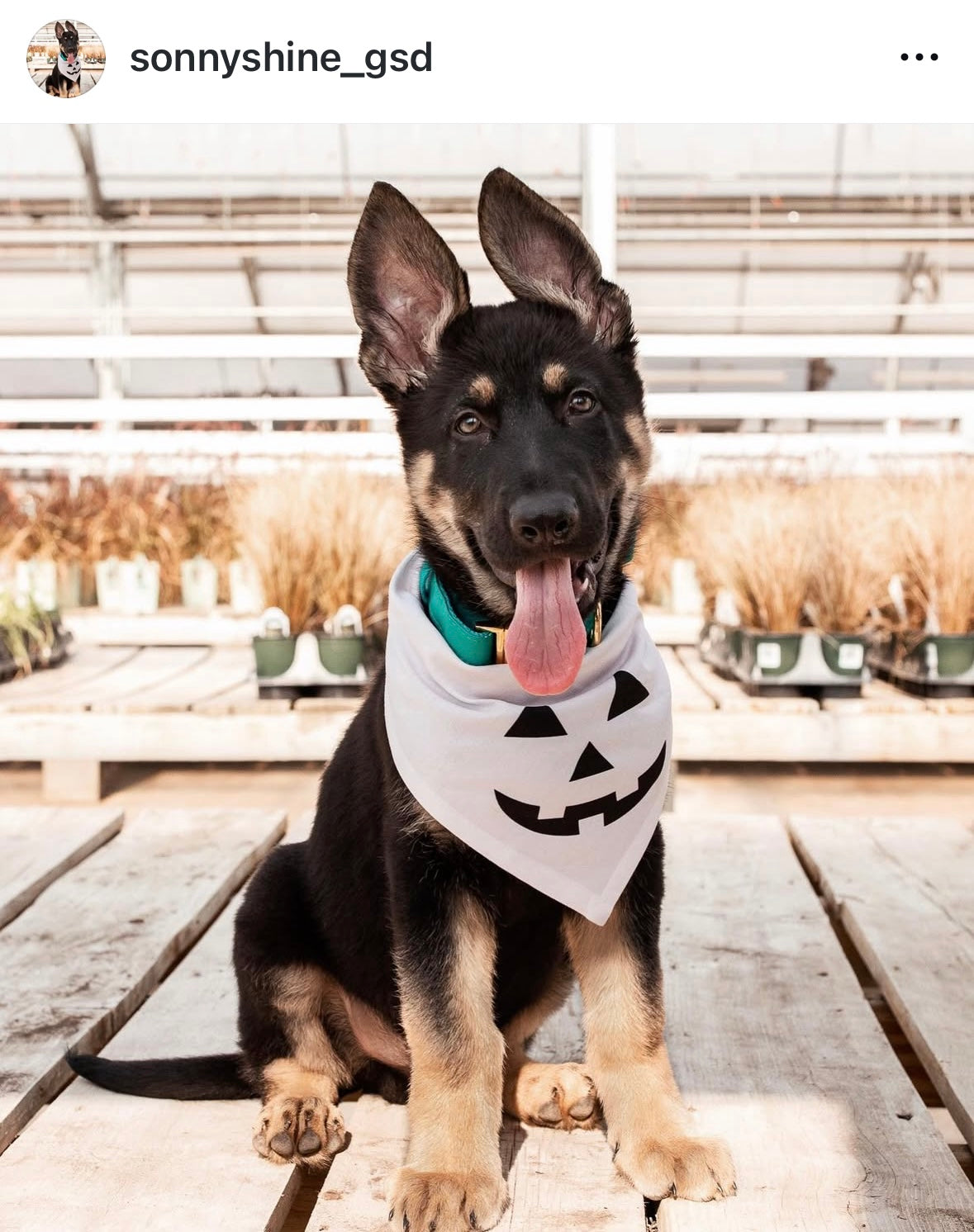 Oatmeal Jack O' Lantern Dog Bandana ๐