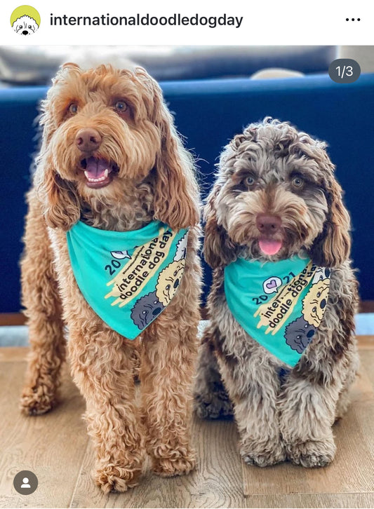 International Doodle Dog Day