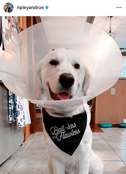 Ball-less & Flawless Dog Bandana