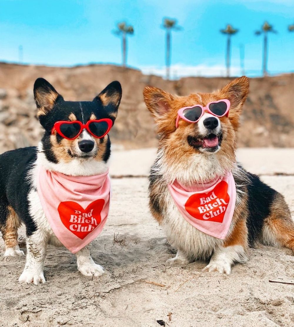 Bad Bitch Club Dog Bandana