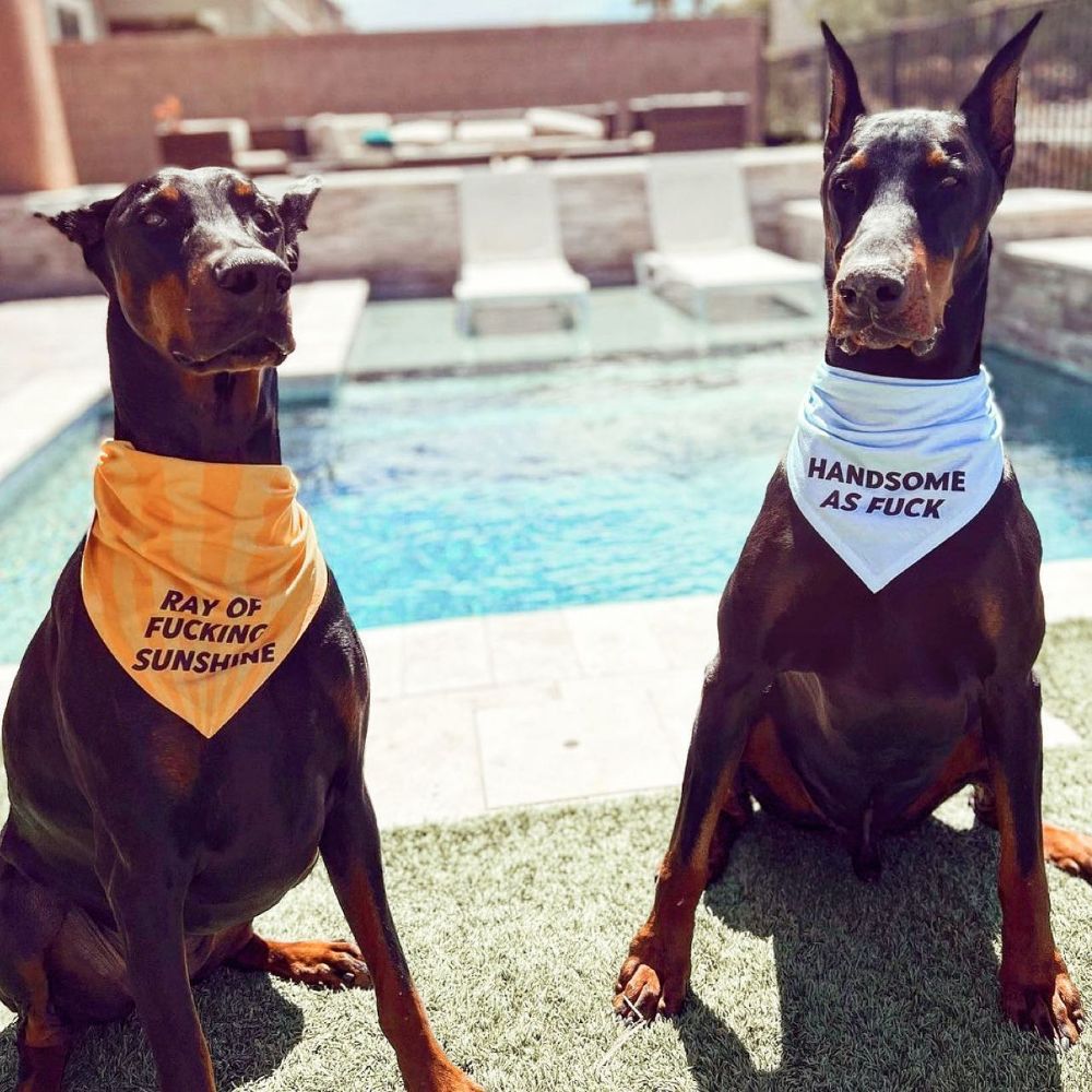 Handsome as Fuck Dog Bandana